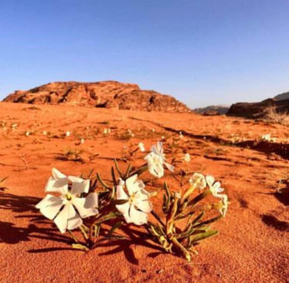 Salma Desert Camp 와디럼 외부 사진