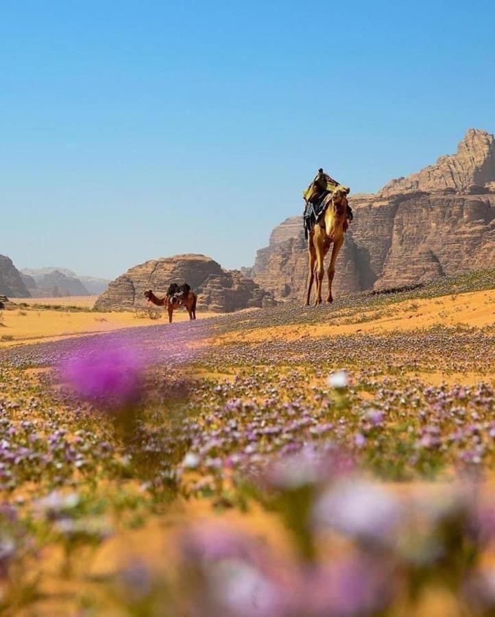 Salma Desert Camp 와디럼 외부 사진
